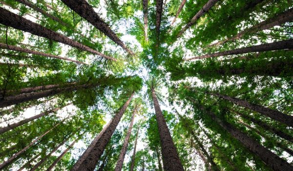 Vida Veg promete compensar emissão de carbono dos visitantes da Natural Tech com árvores plantadas